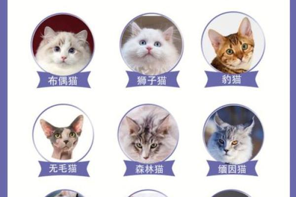 12星座最适合养猫的品种