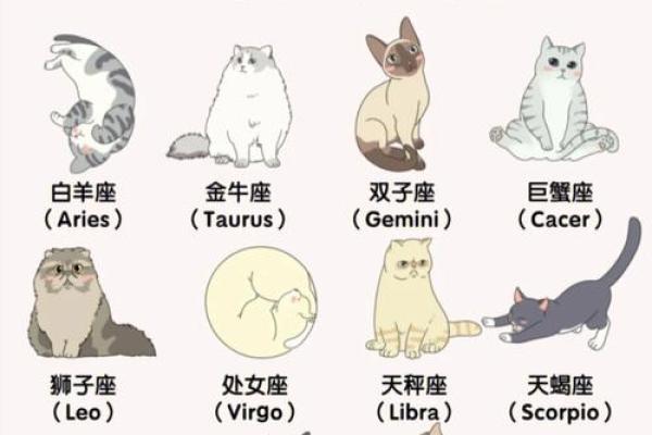12星座最适合养猫的品种