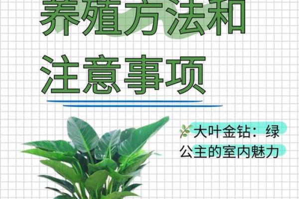 室内盆栽植物的介绍和风水作用