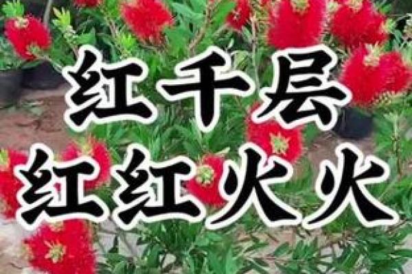 红干层树风水