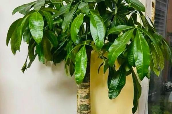 阳台植物摆放旺财风水