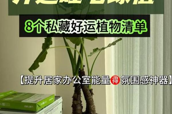 旺运风水局，如何使用植物布局