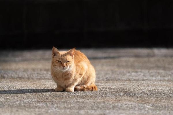风水猫不请自来兆头寓意什么