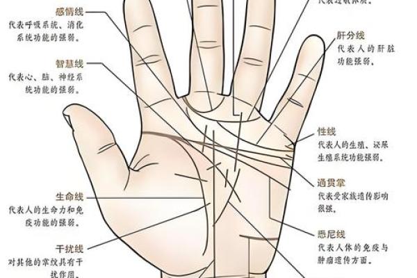 财运线是哪一条？财运线算命图解