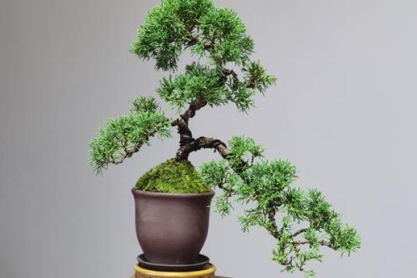 老树桩的风水