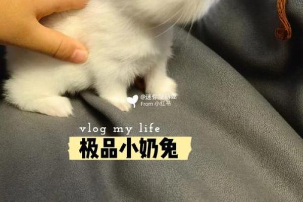 兔子八字腿